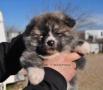 Se ofrece de Animales y mascotas: AKITAS DE LA SENDA DE T